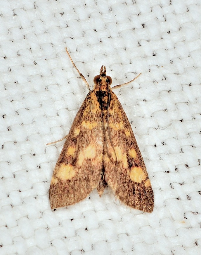 Pyrausta purpuralis ?